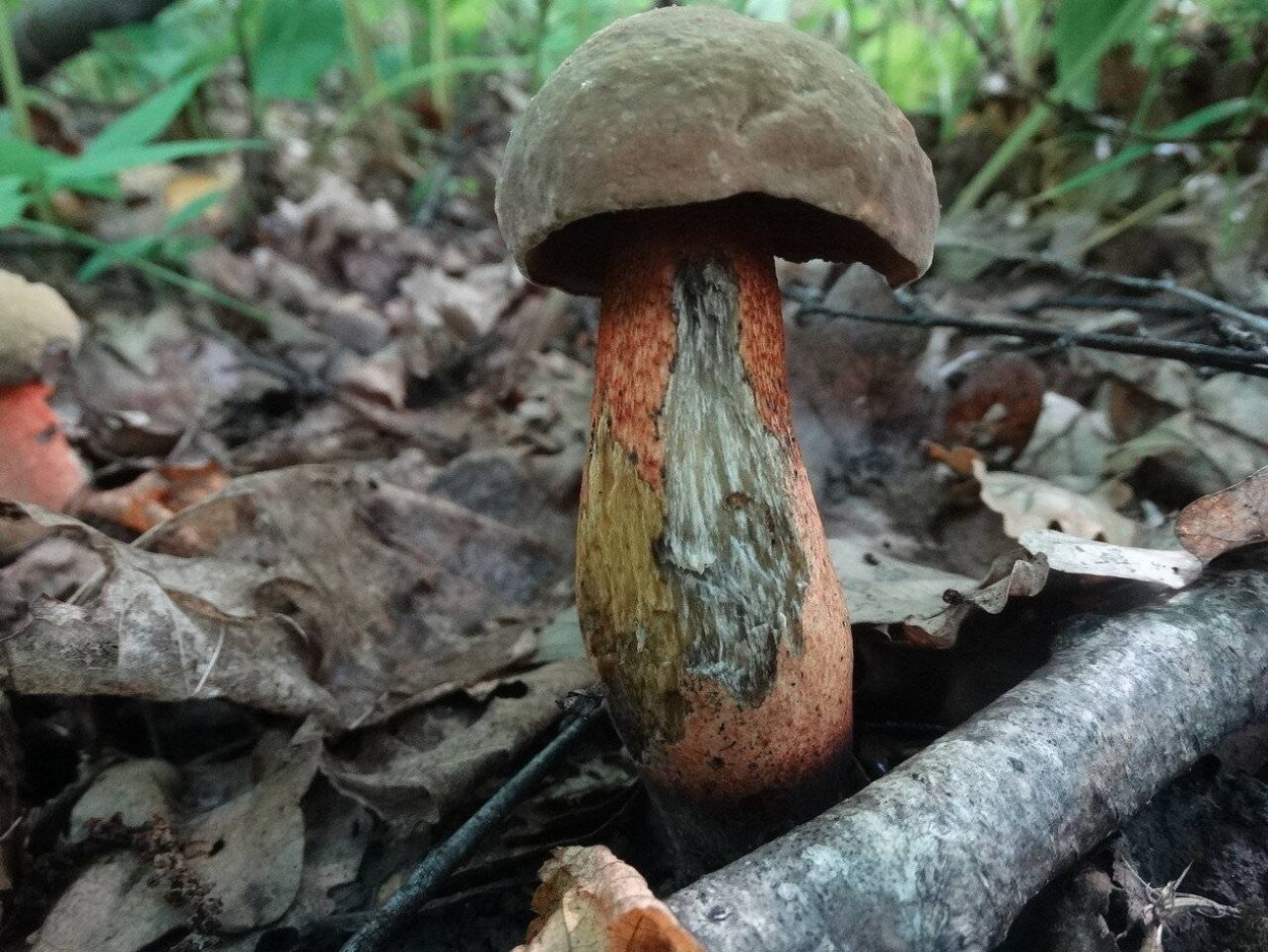 Борьба грибов с грибами