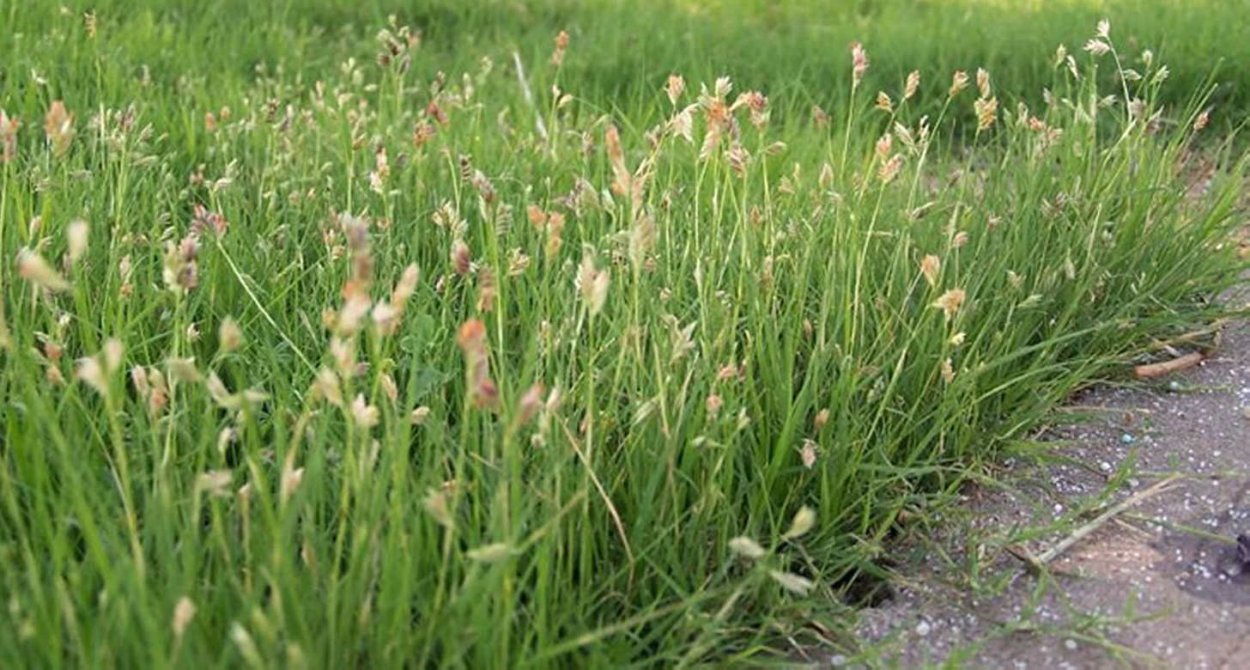 Зубровка трава рассада