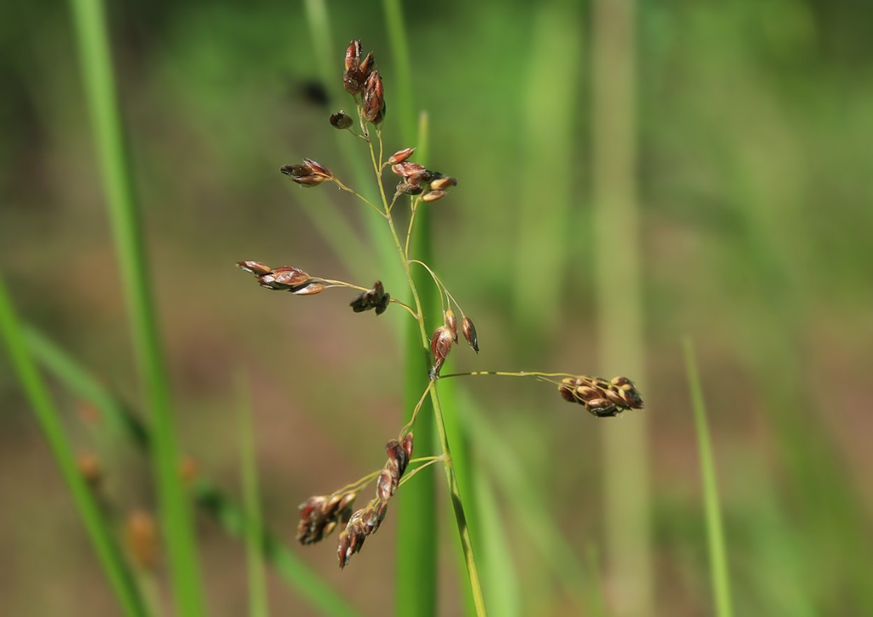 Зубровка душистая