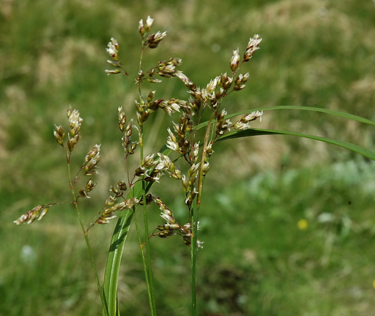 Зубровка Альпийская