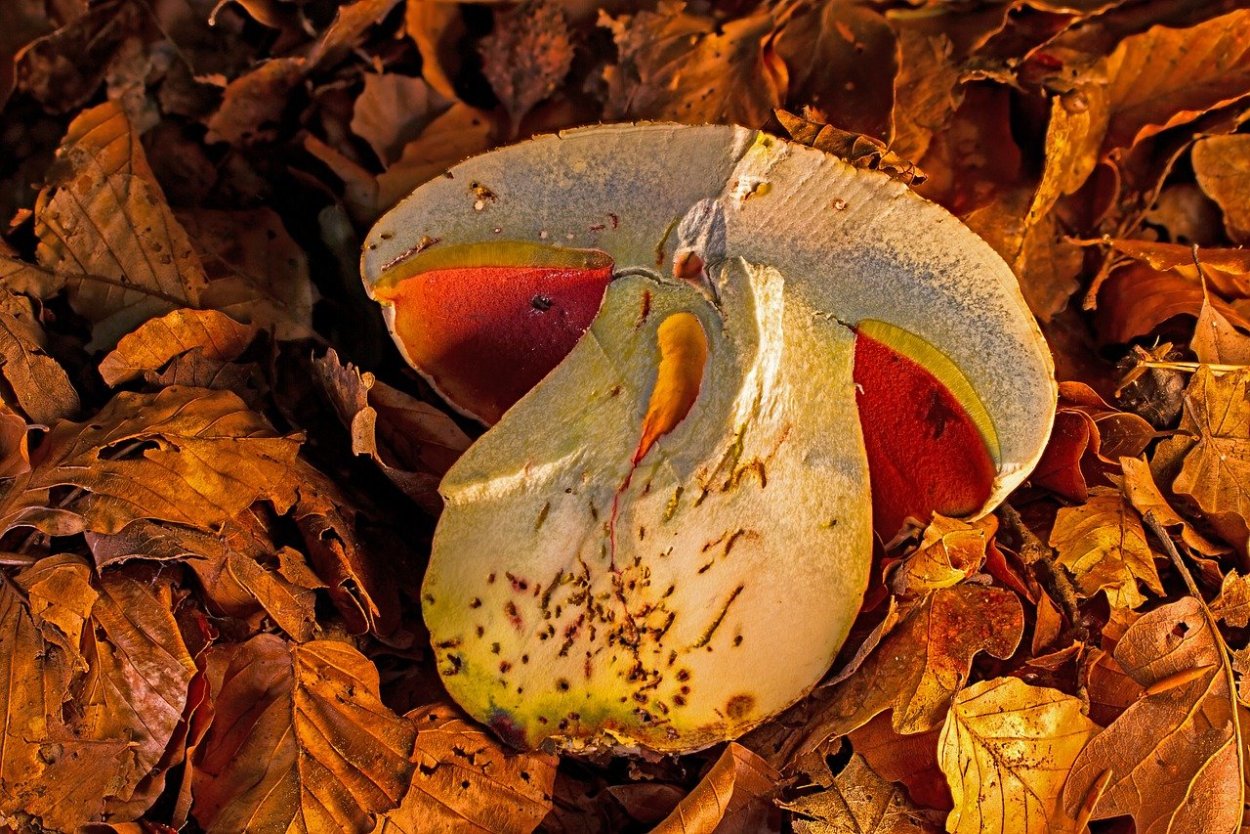 Поддубовик гриб ложный