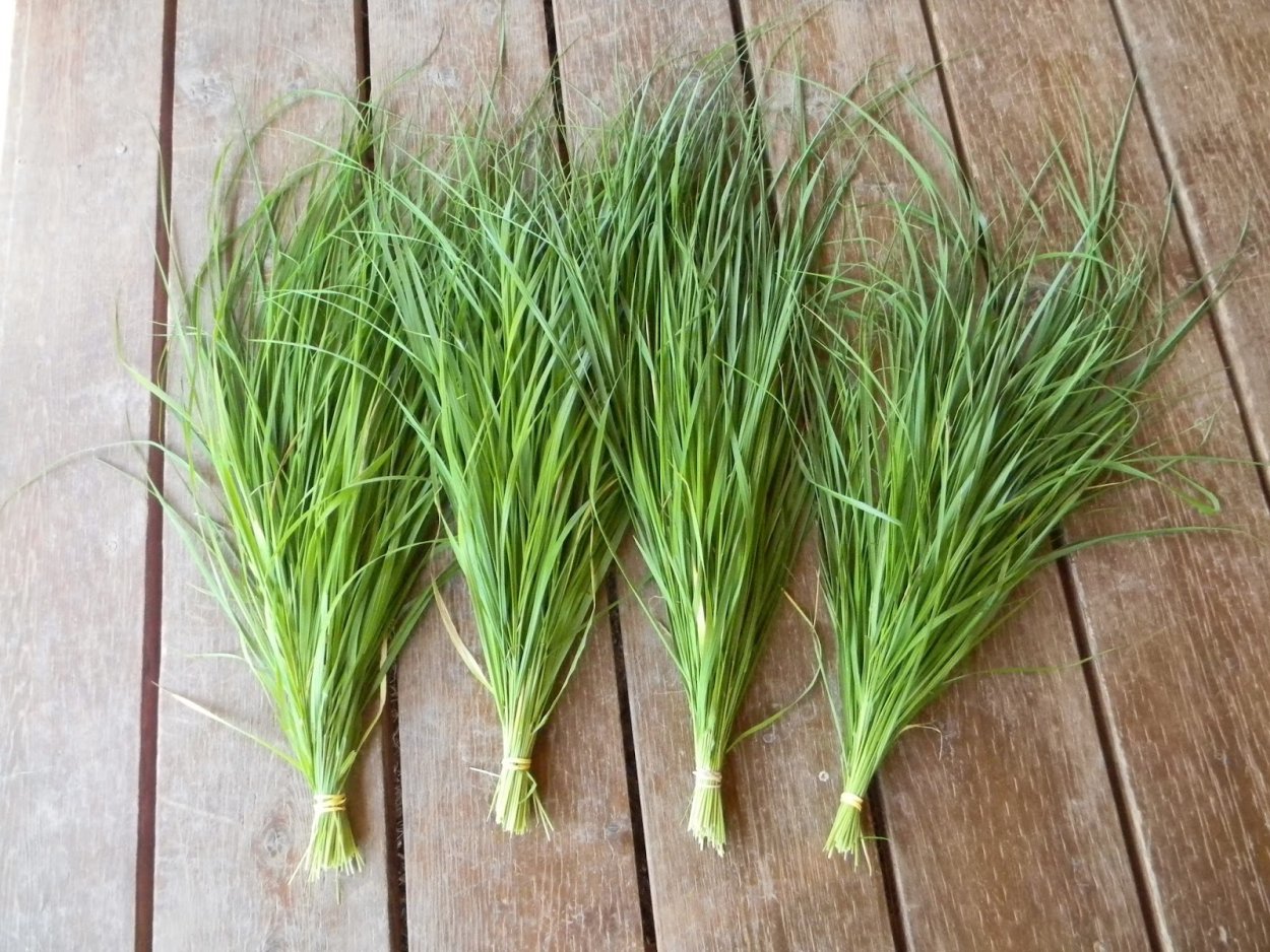 Зубровка трава