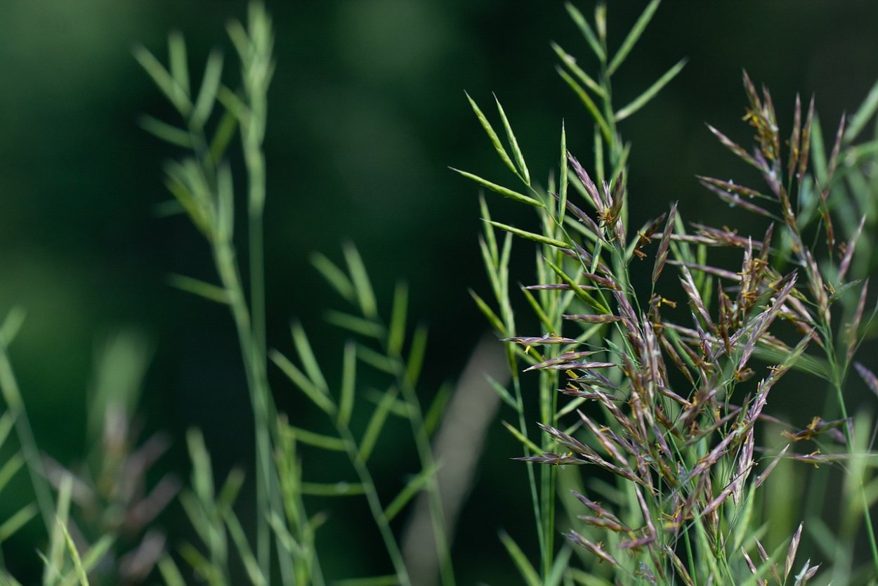 Настойка Магарыч Зубровка