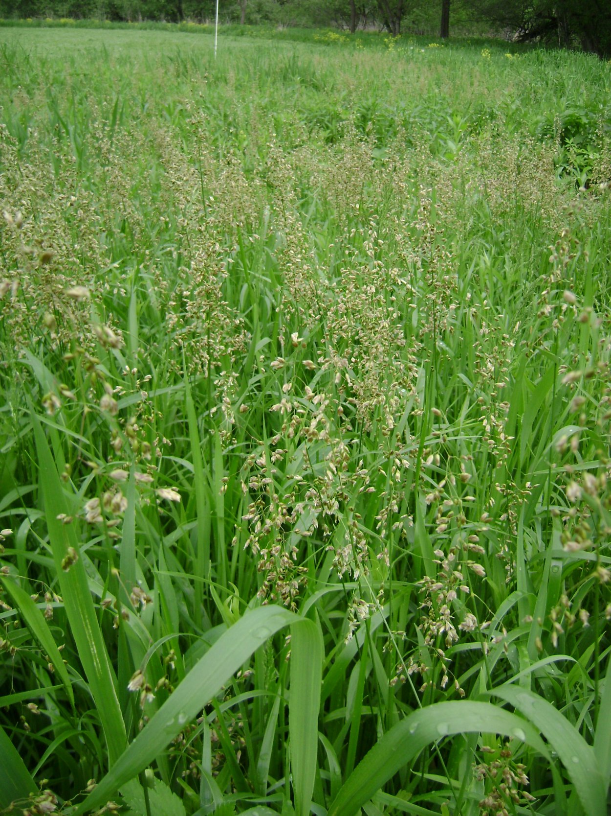 Зубровка душистая трава