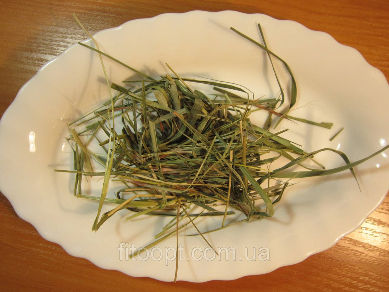 Зубровка душистая трава