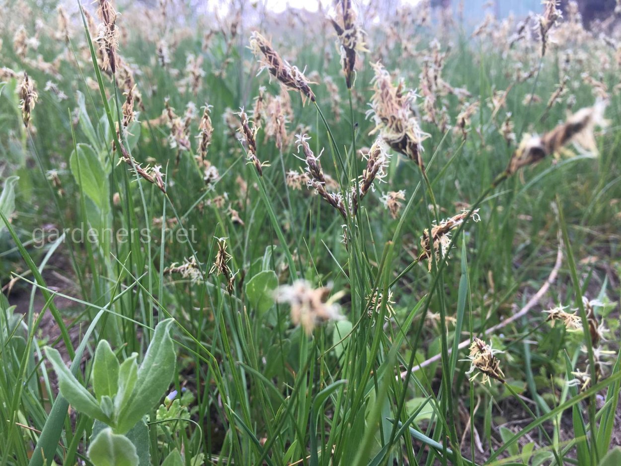 Зубровка душистая