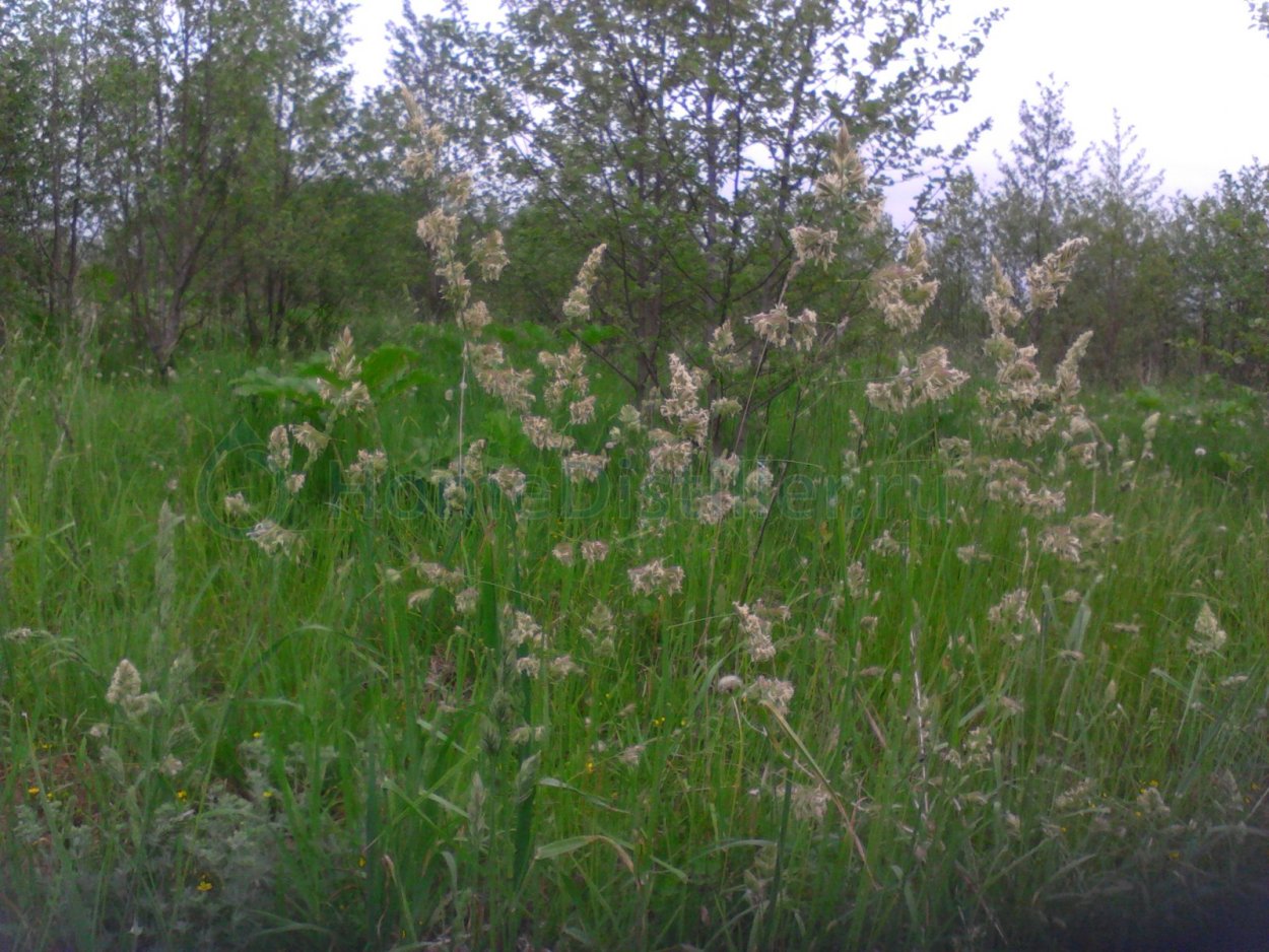 Ядреная Зубровка