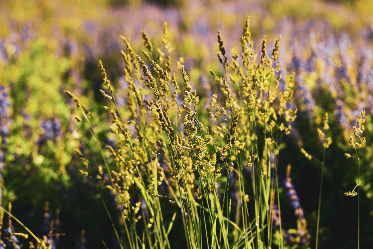 Зубровка трава