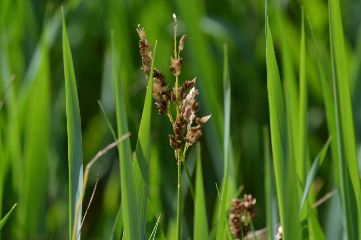 Зубровка Sweetgrass