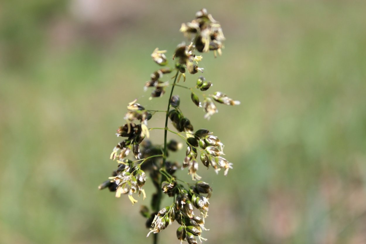 Зубровка Арктическая