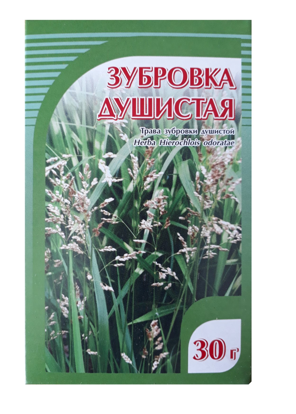 Зубровка душистая семена