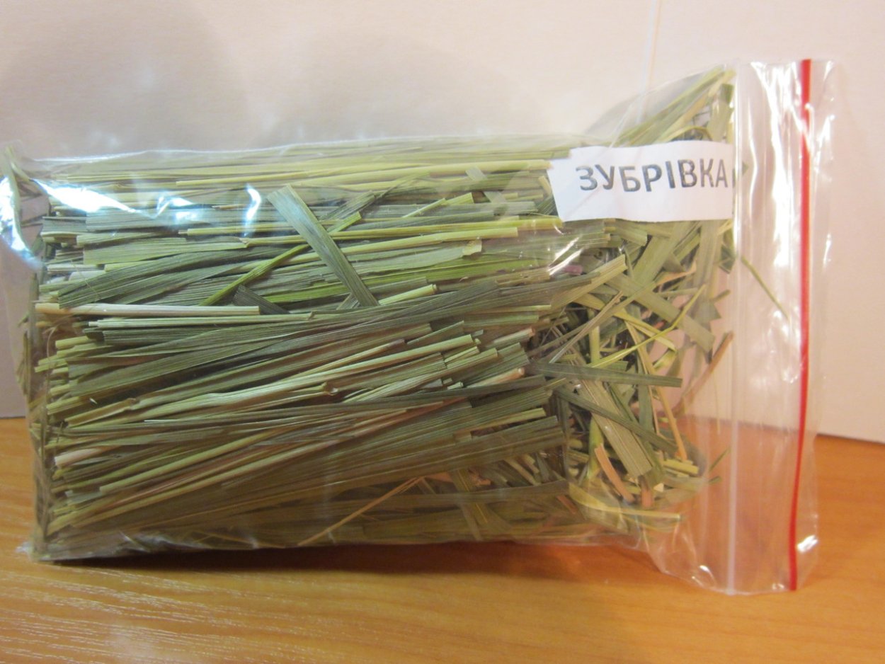 Зубровка душистая газон