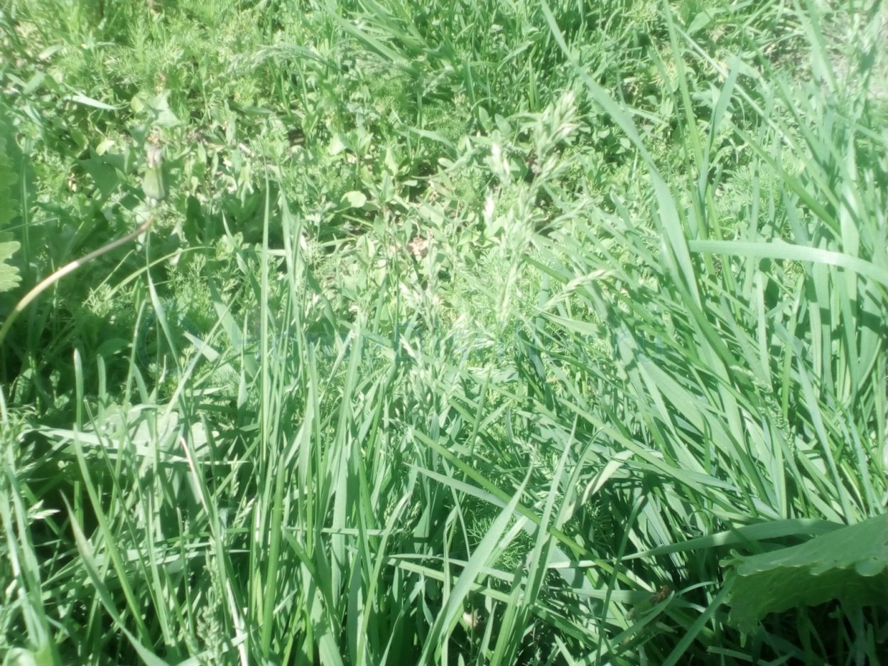 Зубровка трава