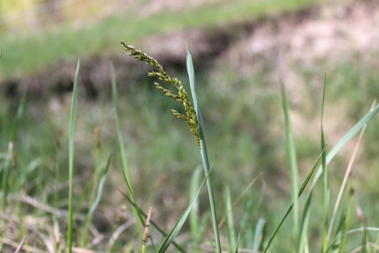 Зубровка душистая трава