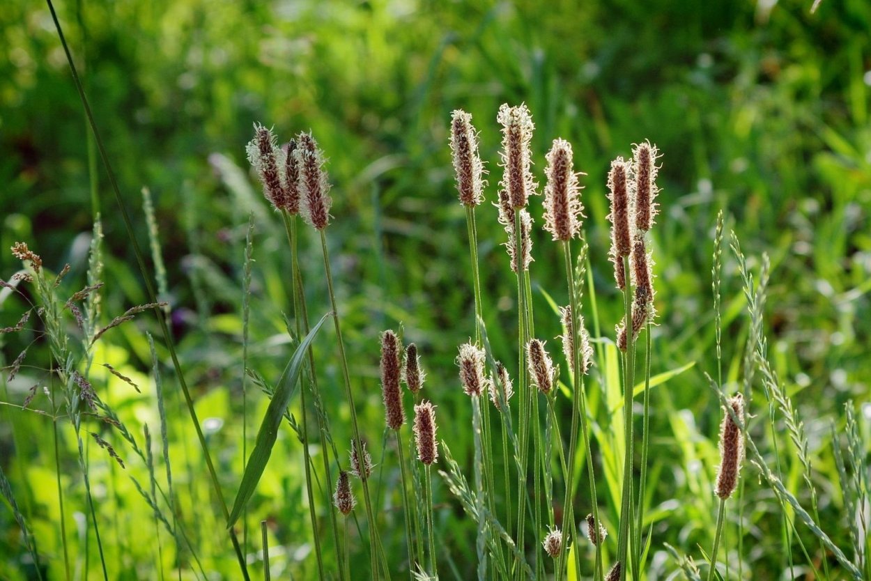 Зубровка трава