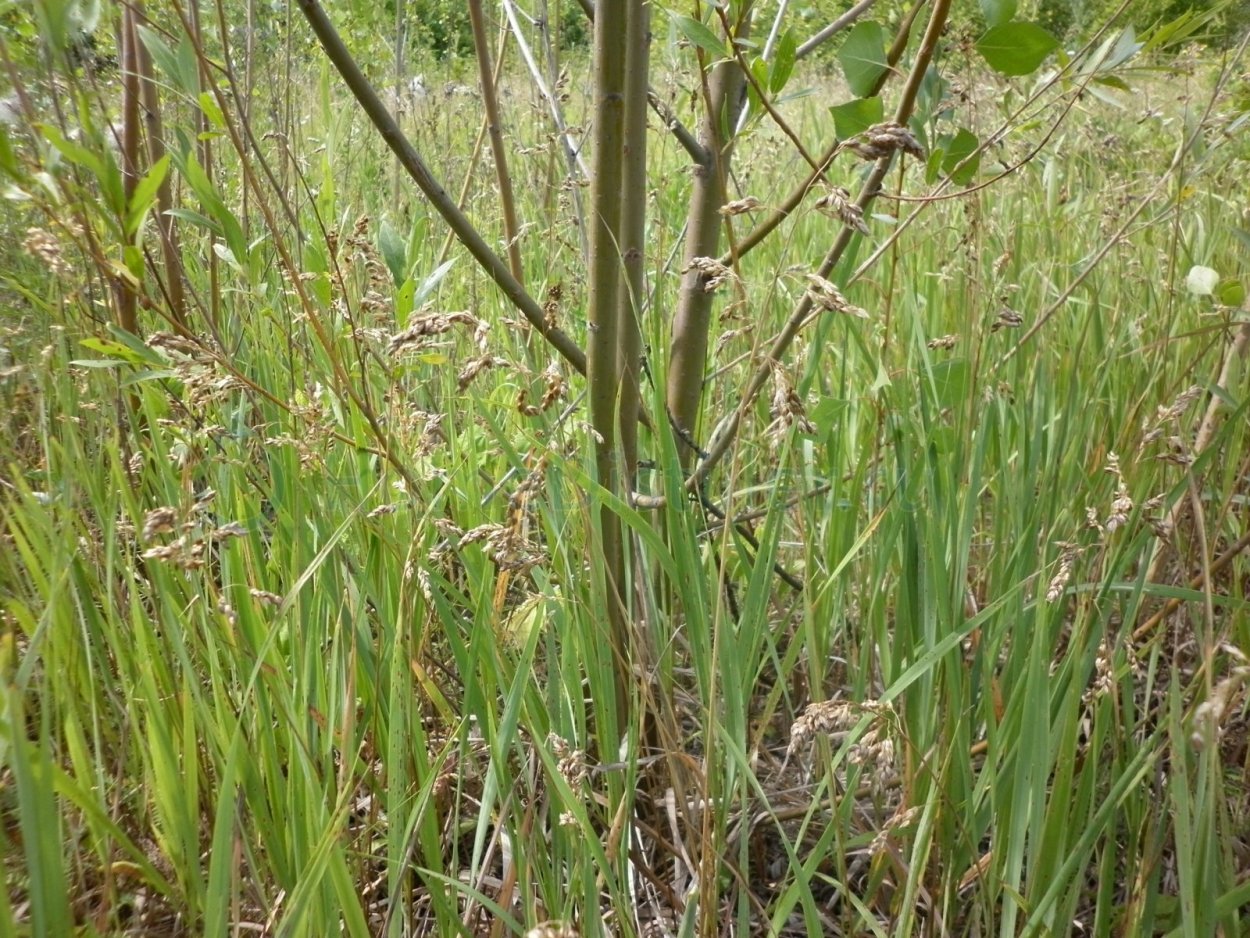 Зубровка трава