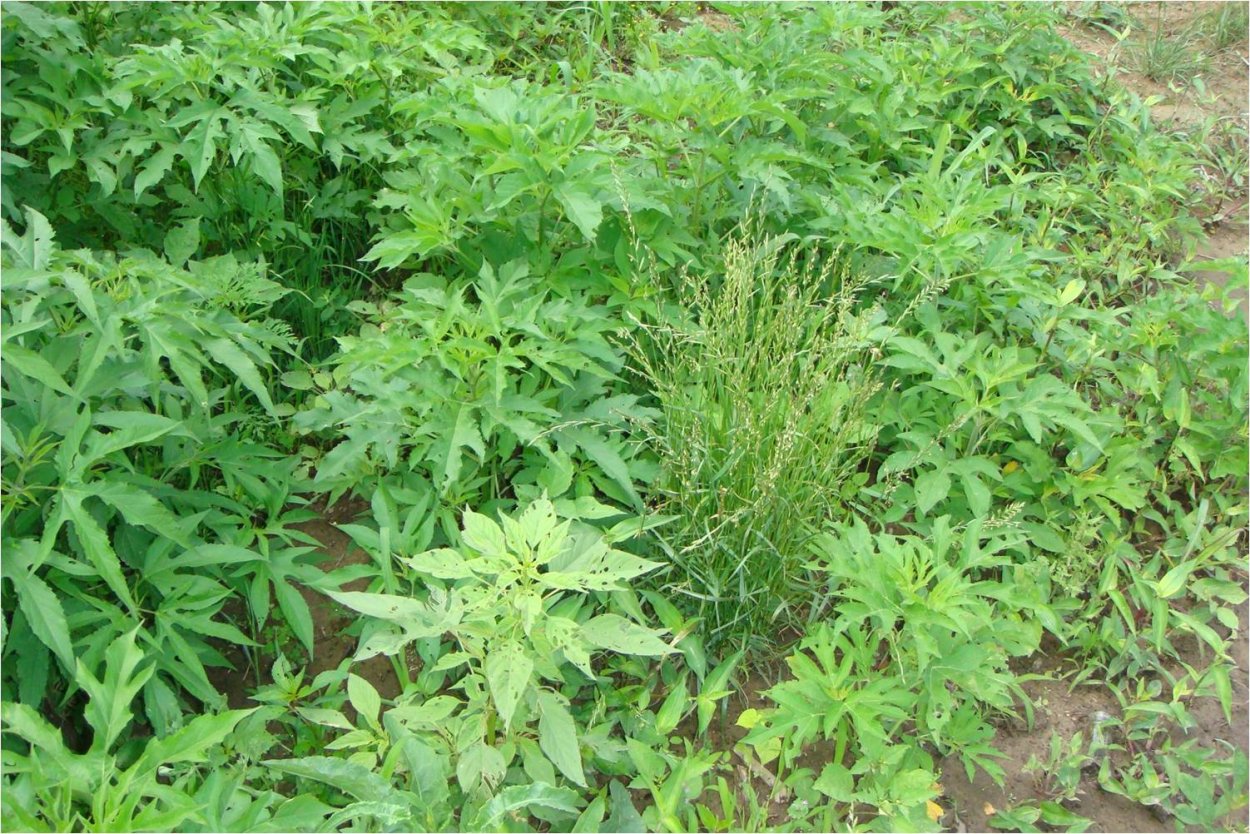 Бурьян ящевик