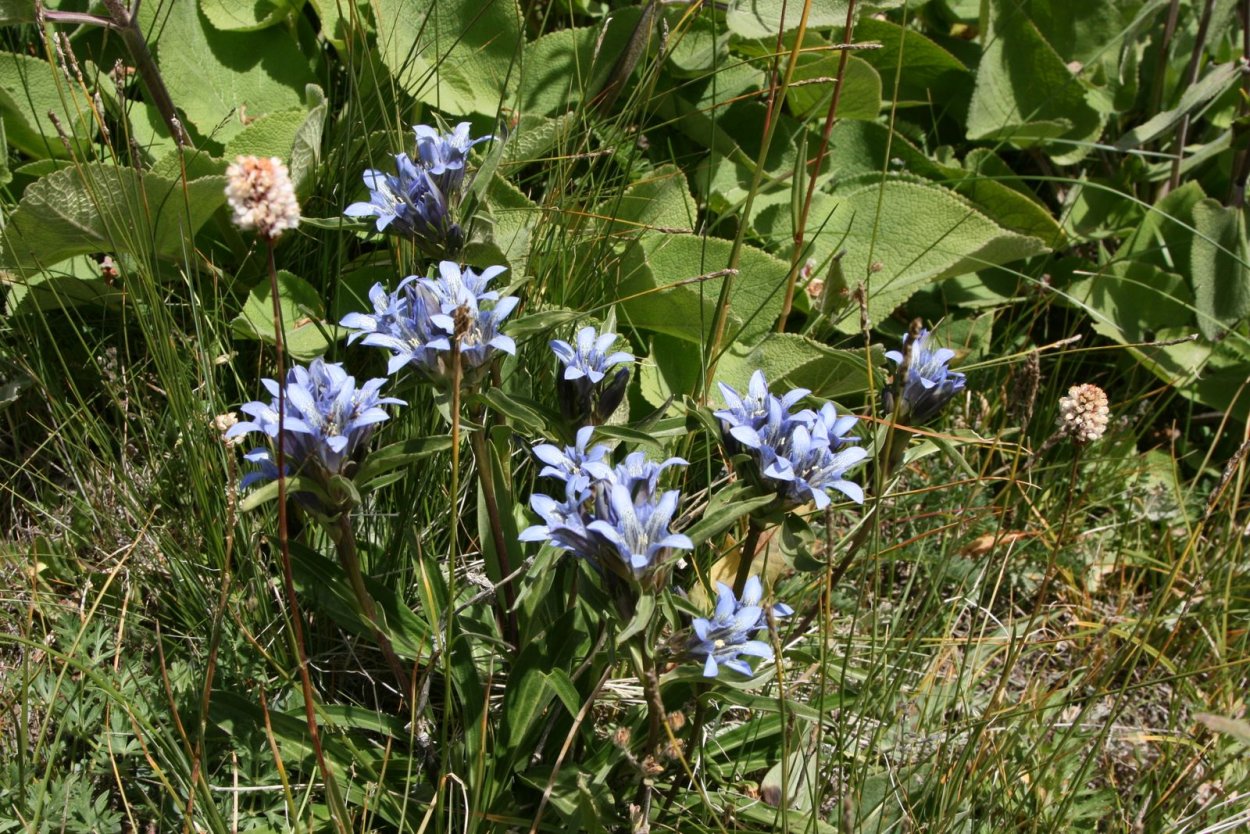 Бутень маринованный