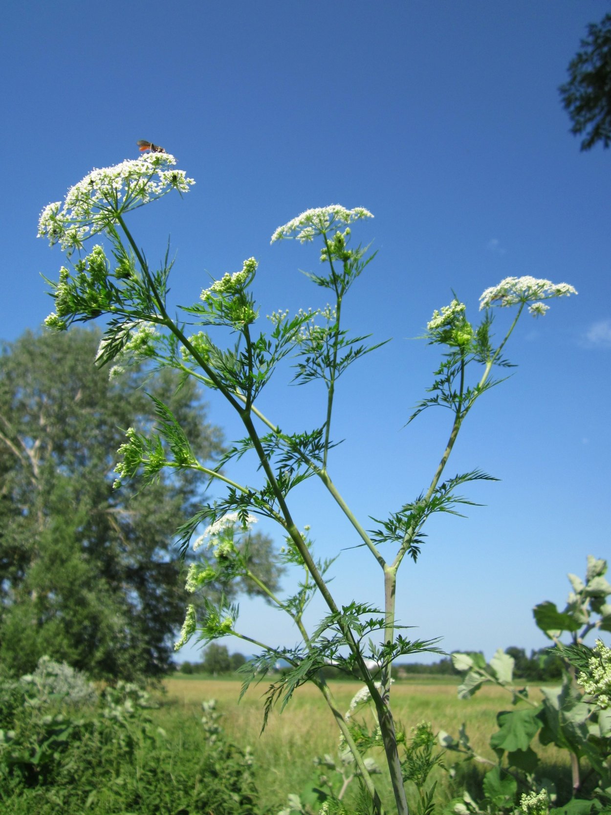 Бутень клубненосный (Chaerophyllum bulbosum