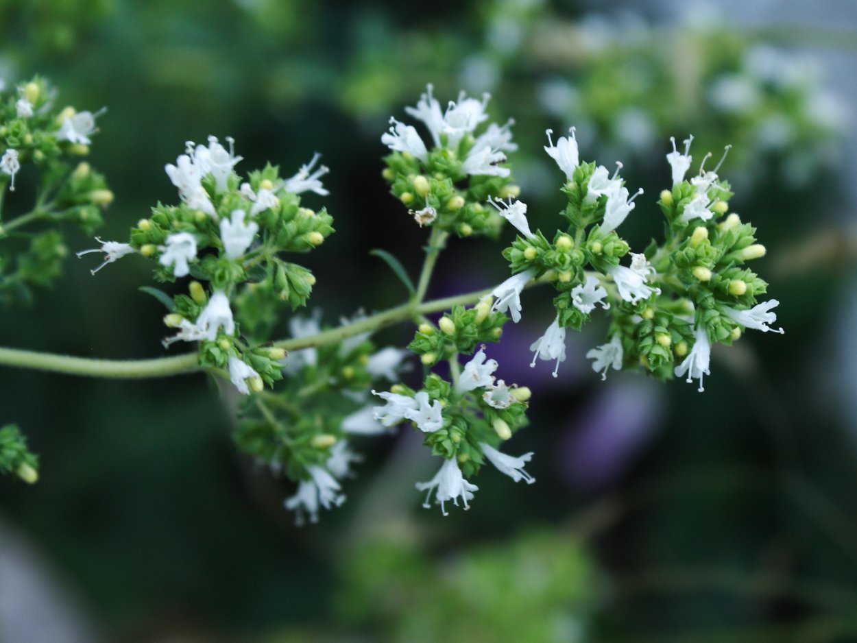 Шушан цветок