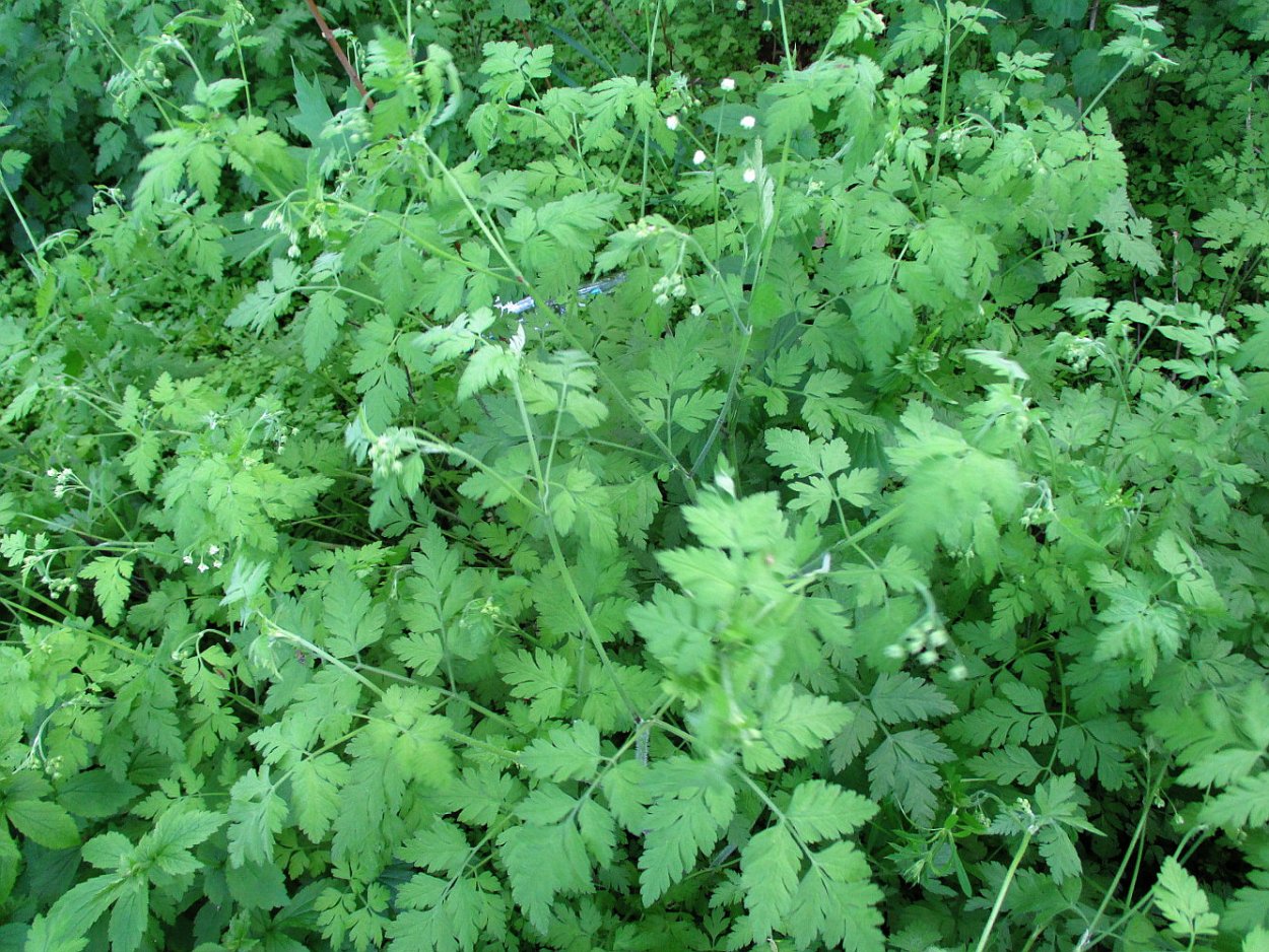 Бутень клубненосный