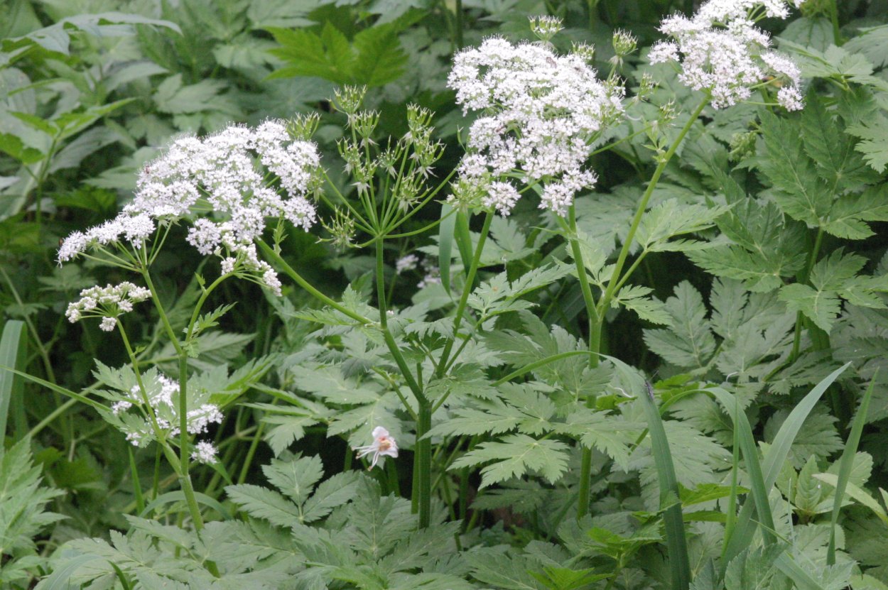 Бутень Шушан что это