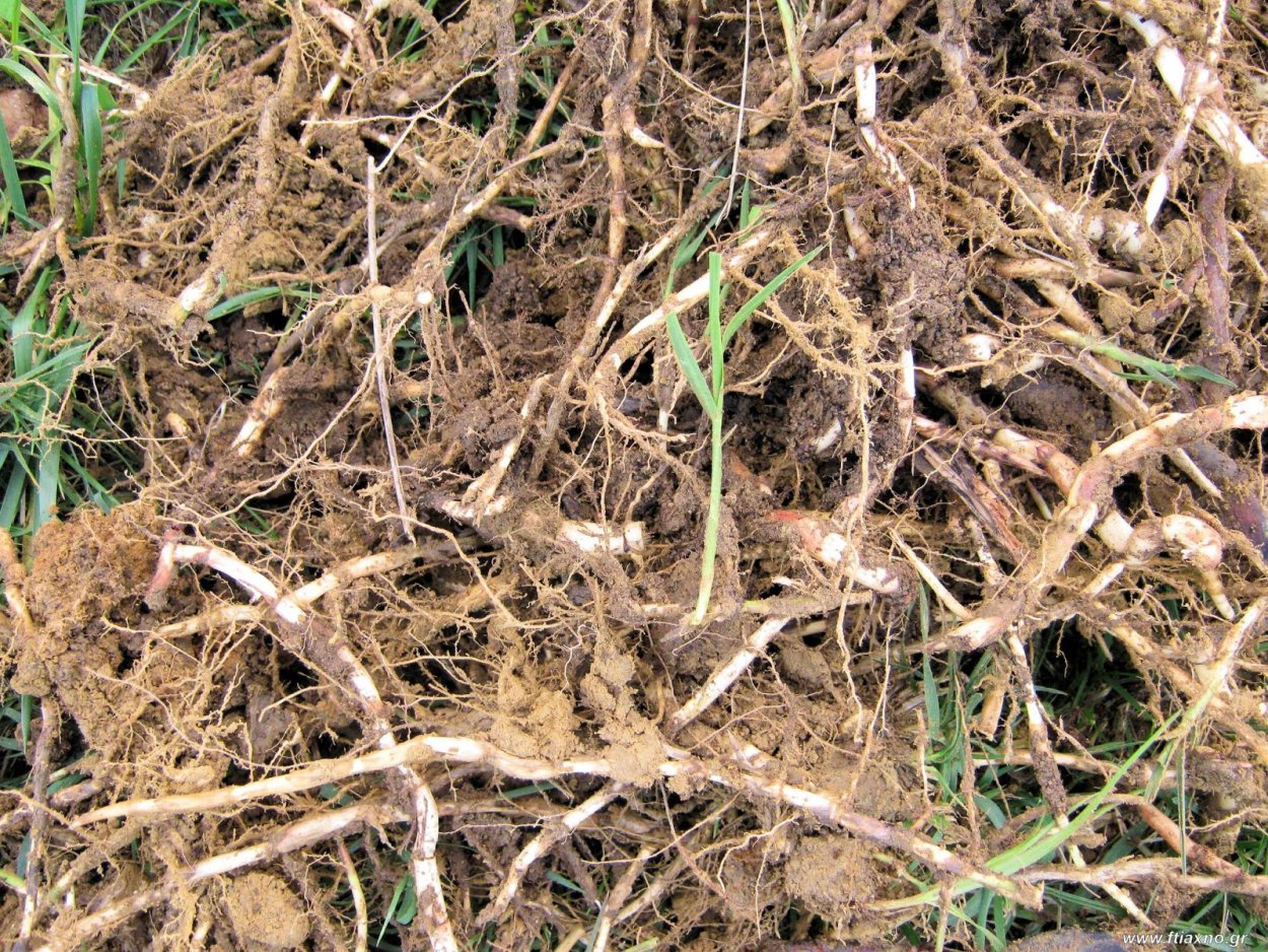 Корневой сорняк