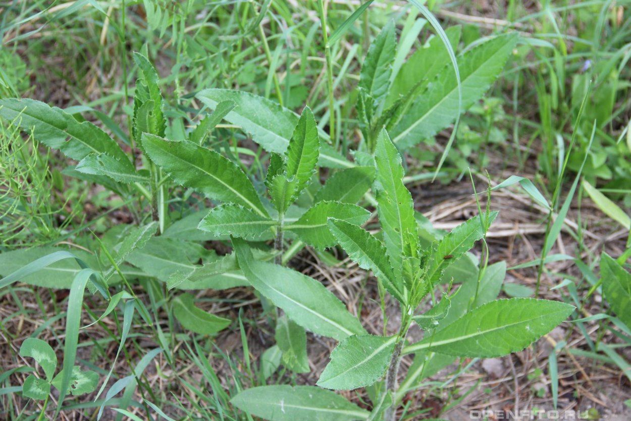 Бодяк щетинистый листья