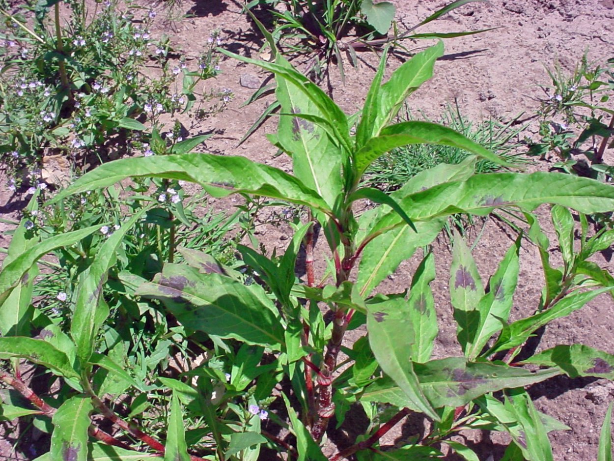Горец почечуйный Persicaria maculosa