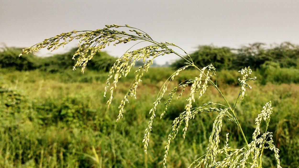 Плевел льняной сорняк
