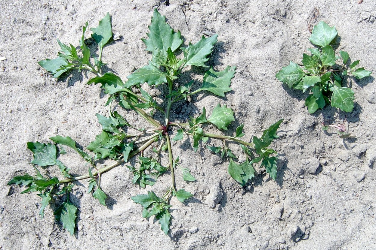 Сорные однолетники