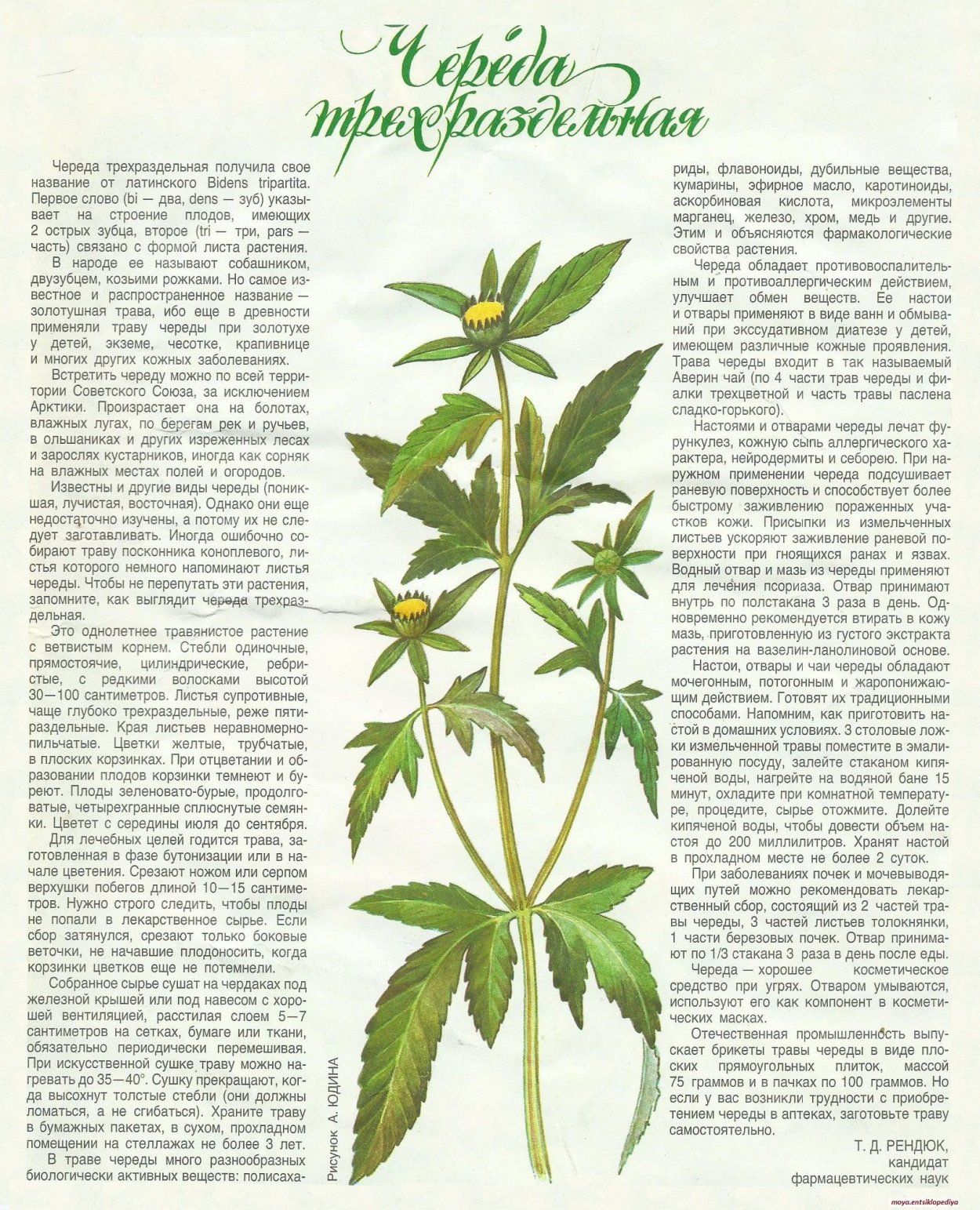 Череда трехраздельная лекарства