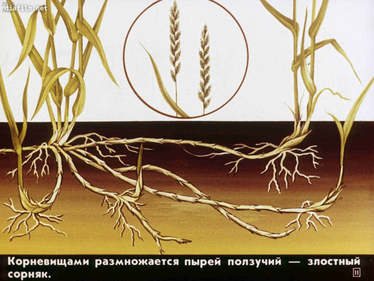 Пырей ползучий корень