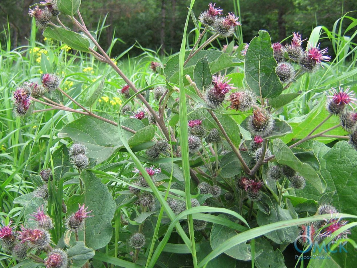 Лопух паутинистый