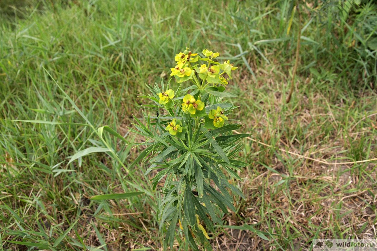 Молочай лозный (Euphorbia virgata)