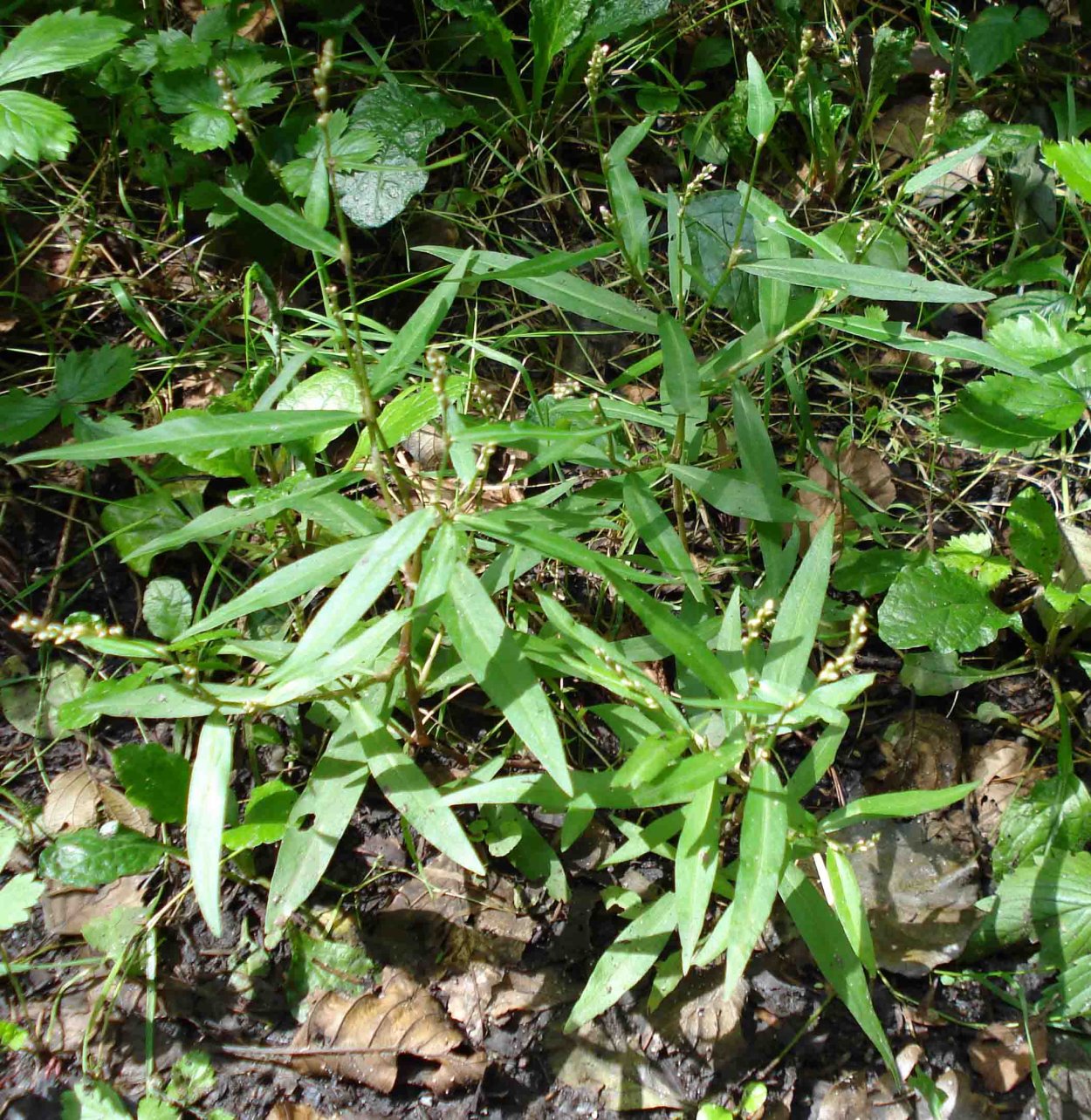 Polygonum Minor