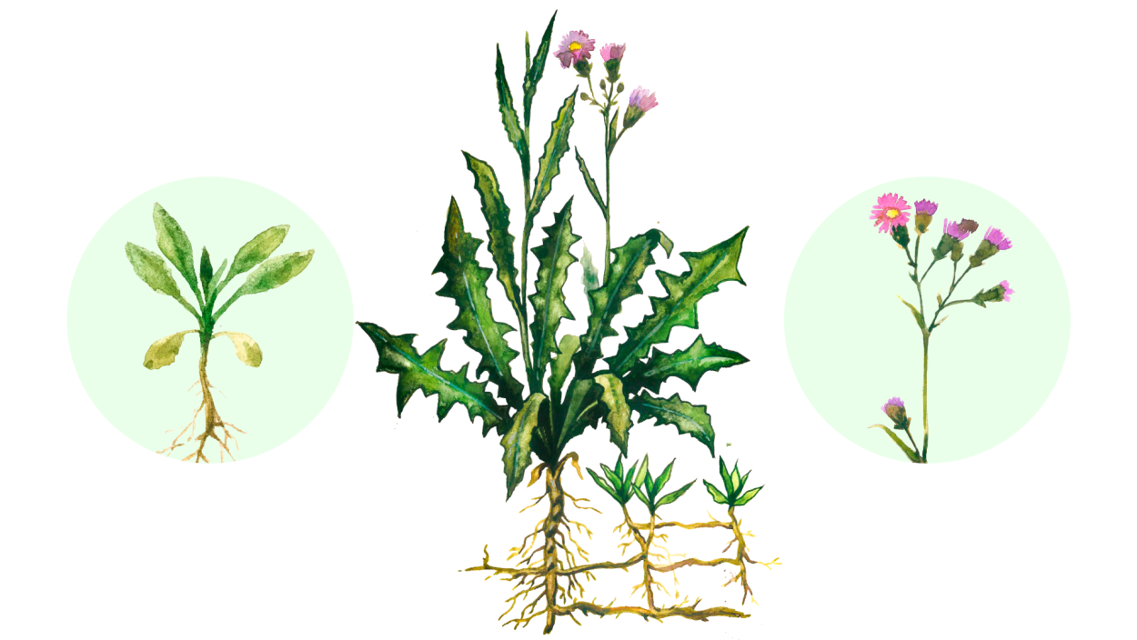 Латук молокан