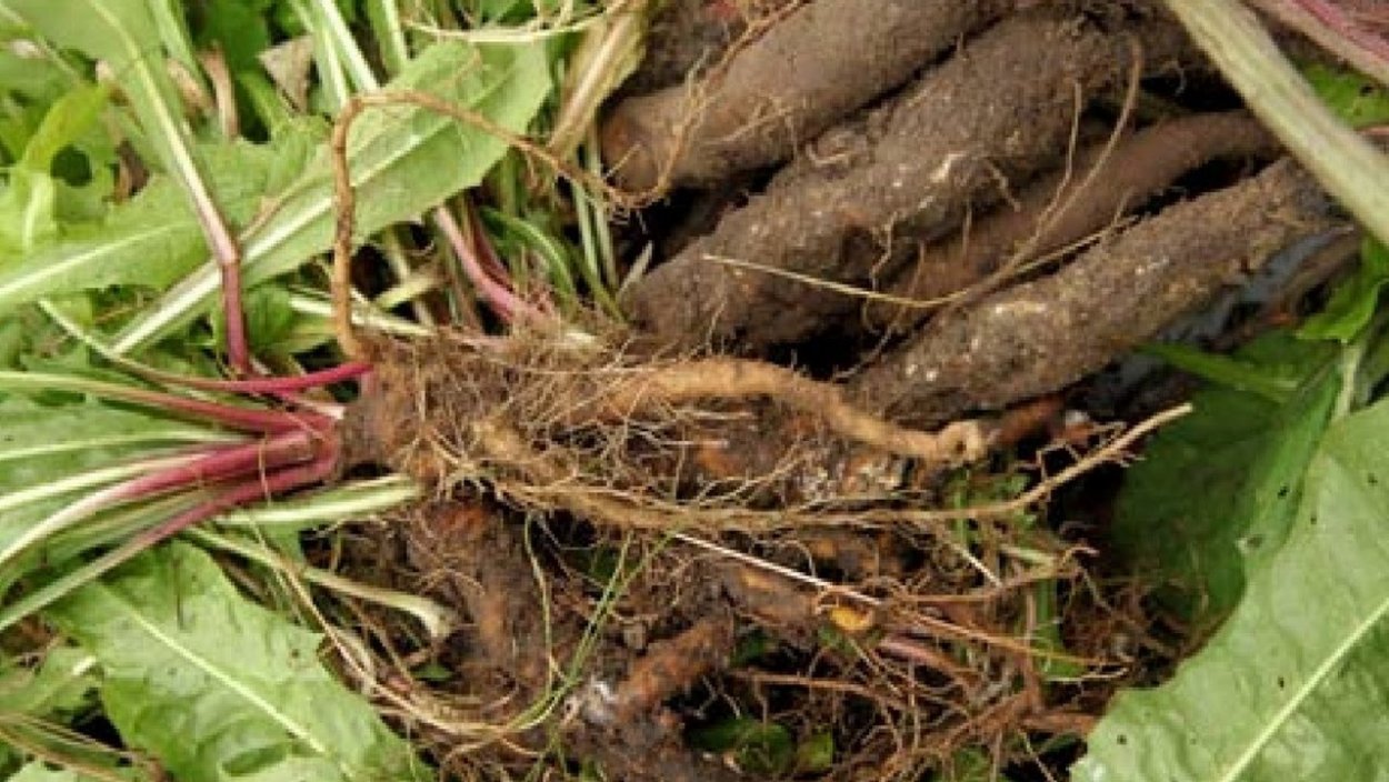 Лопух пырей