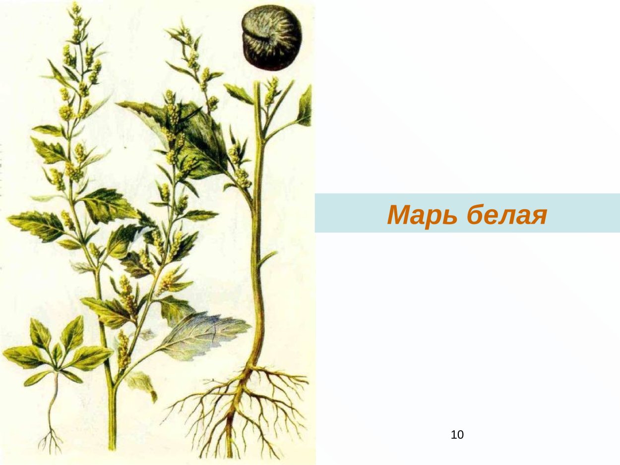 Непаразитные сорные растения