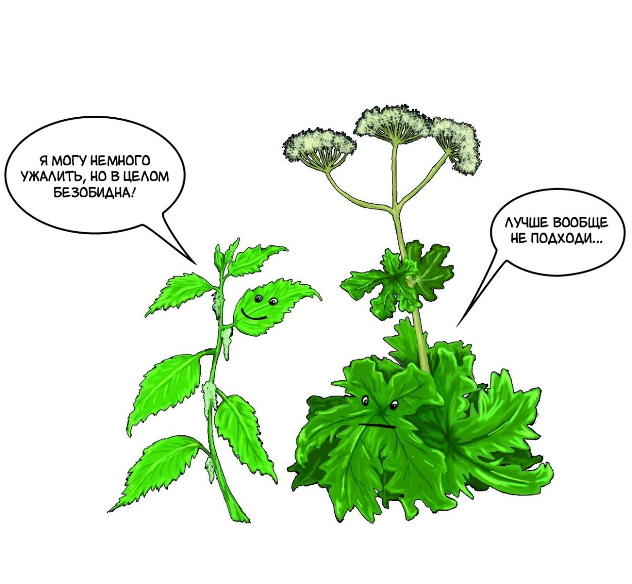 Борщевик Сосновского рисунок