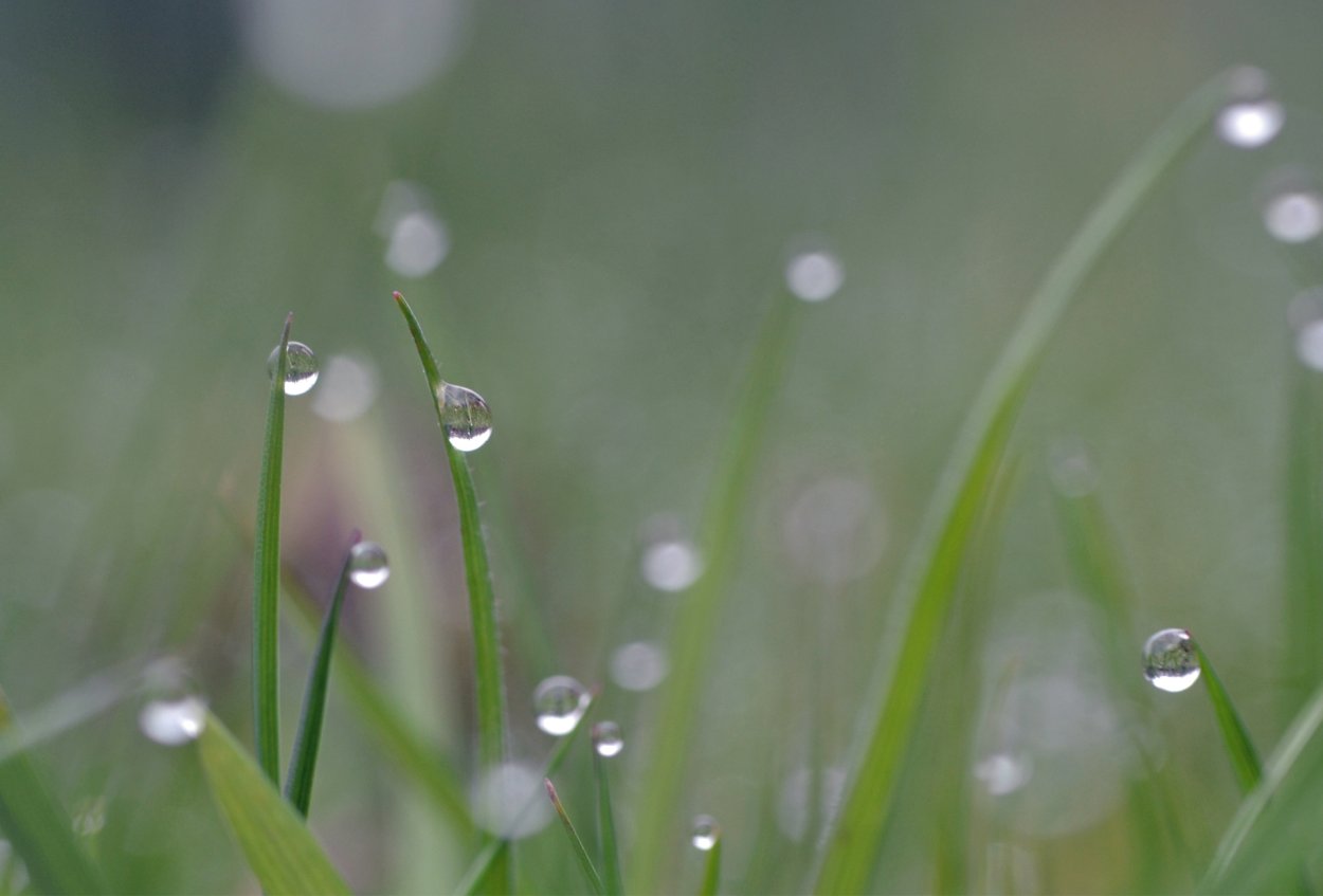 Роса на траве