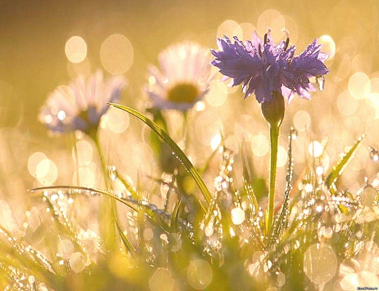 Утро полевые цветы