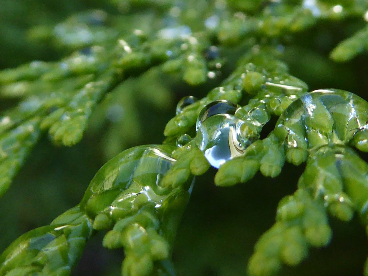 Утренняя роса Павлодар