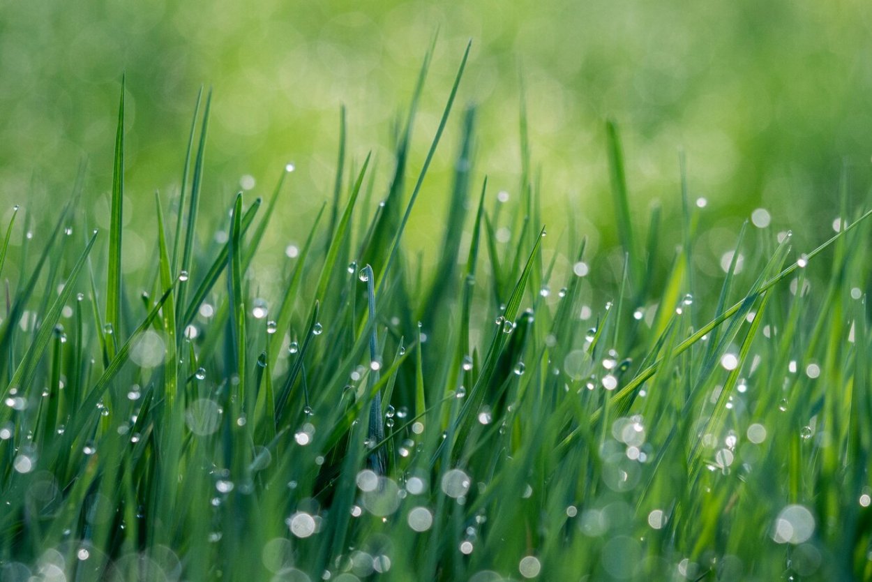 Растения вблизи