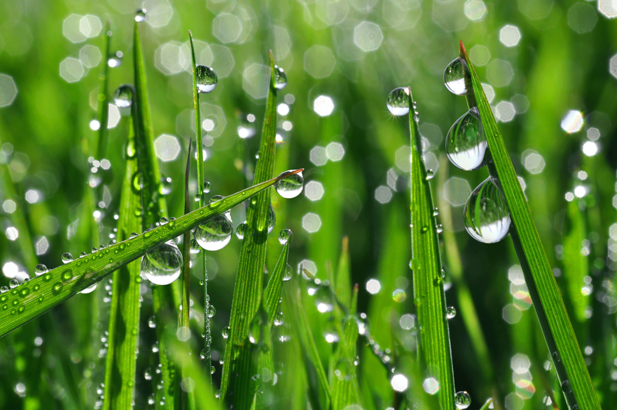 Роса на траве