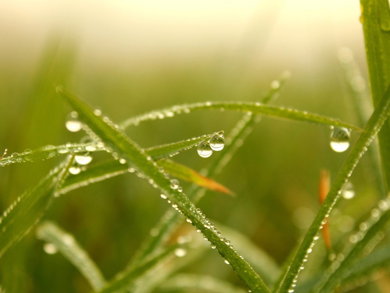 Утренняя роса на траве