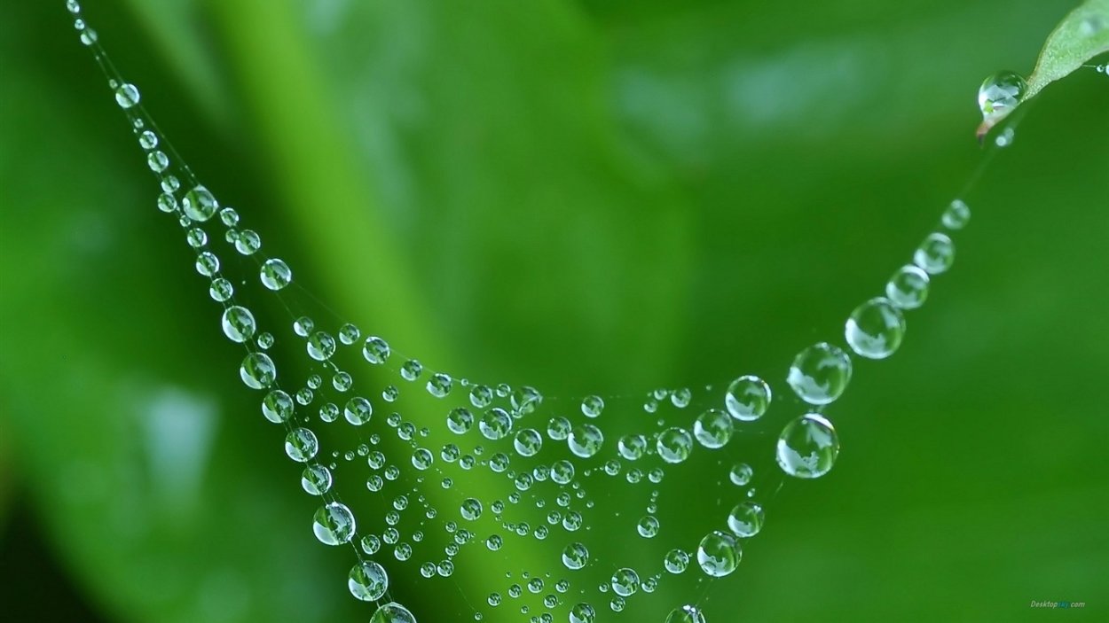 Мята в росе