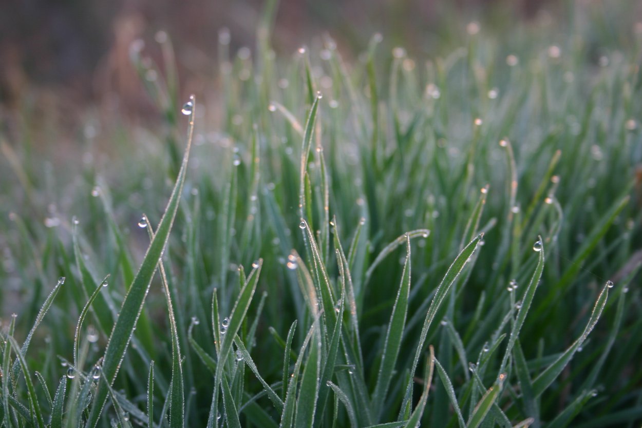 Трава рассвет поле роса