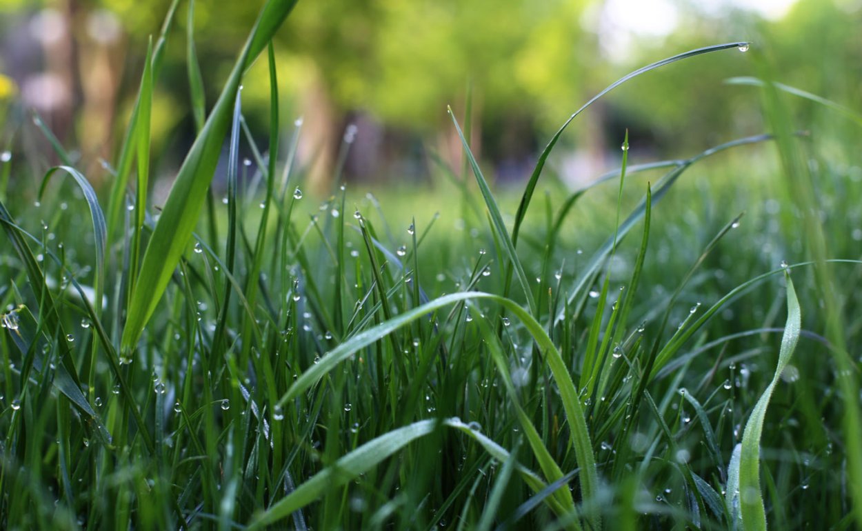 Заставка на рабочий стол трава с росой
