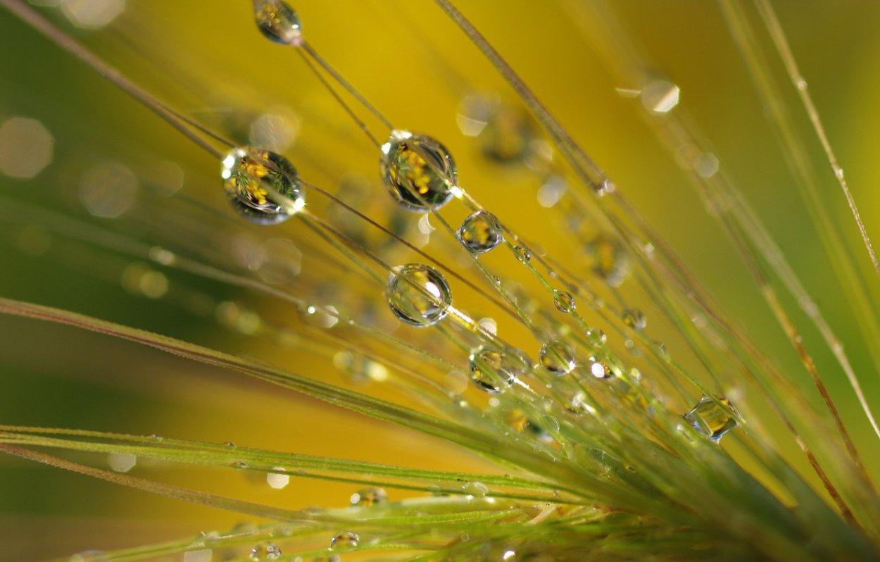 Фотообои Макросъемка